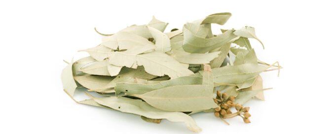 Eucalipto, remedio natural para el catarro