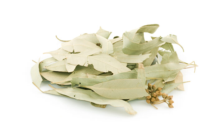 Eucalipto, remedio natural para el catarro